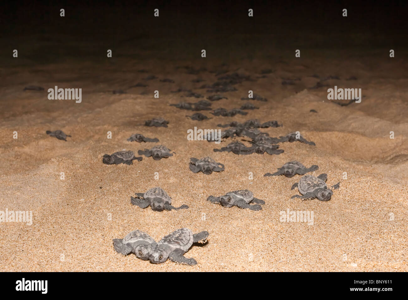 Les petites tortues caouanne, Caretta caretta, déménagement du nid de mer la nuit, Banga Nek, Kwazulu Natal, Afrique du Sud Banque D'Images