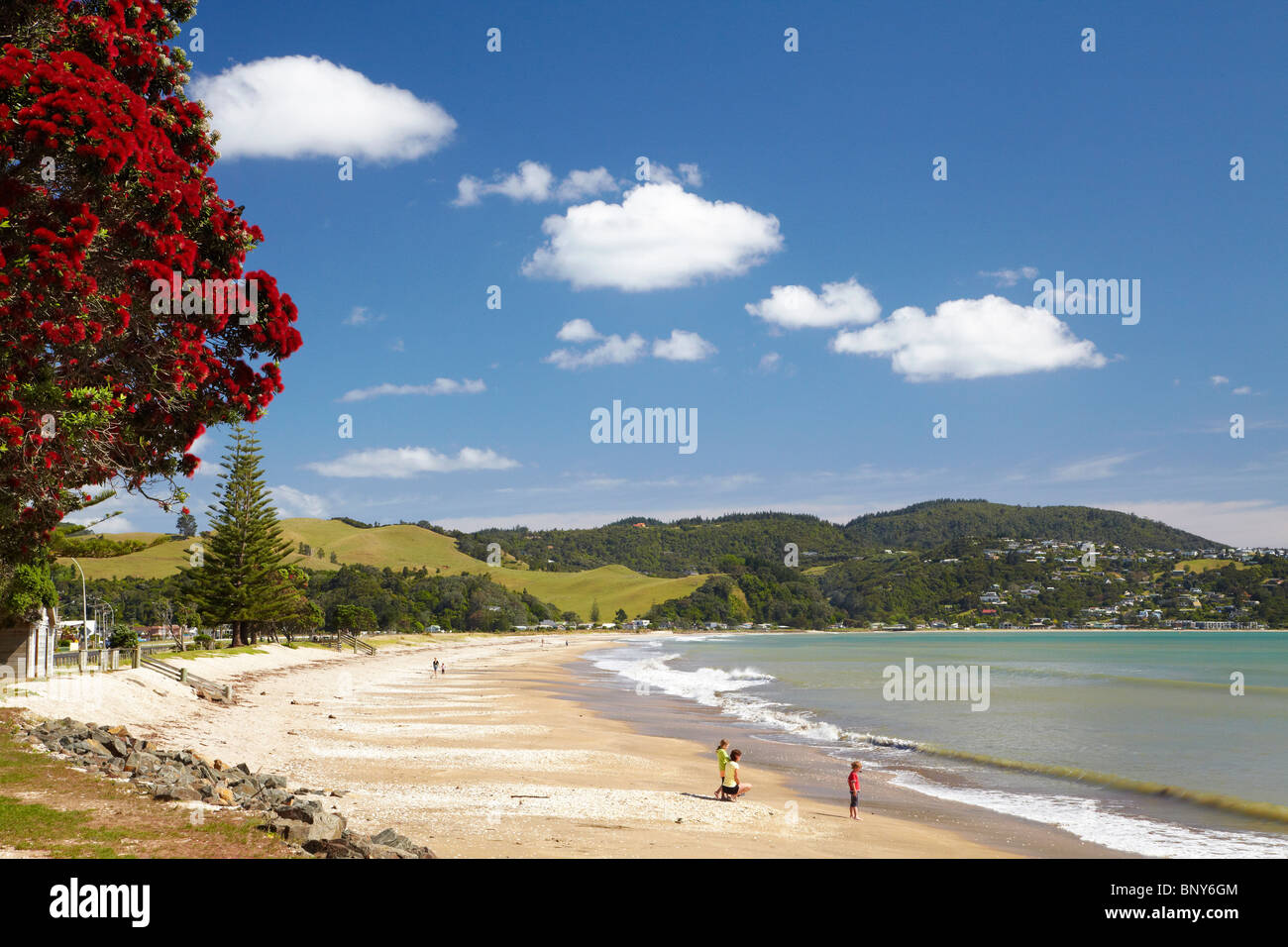 Arbre Pohutukawa et plage de Whitianga, Buffalo, péninsule de Coromandel, île du Nord, Nouvelle-Zélande Banque D'Images