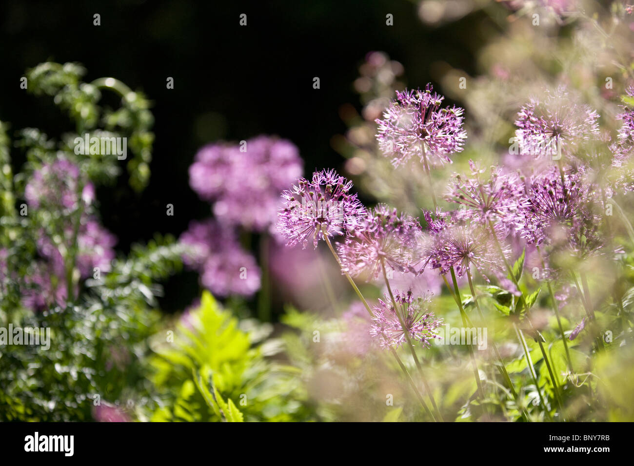 Allium Purple Flowers Banque D'Images