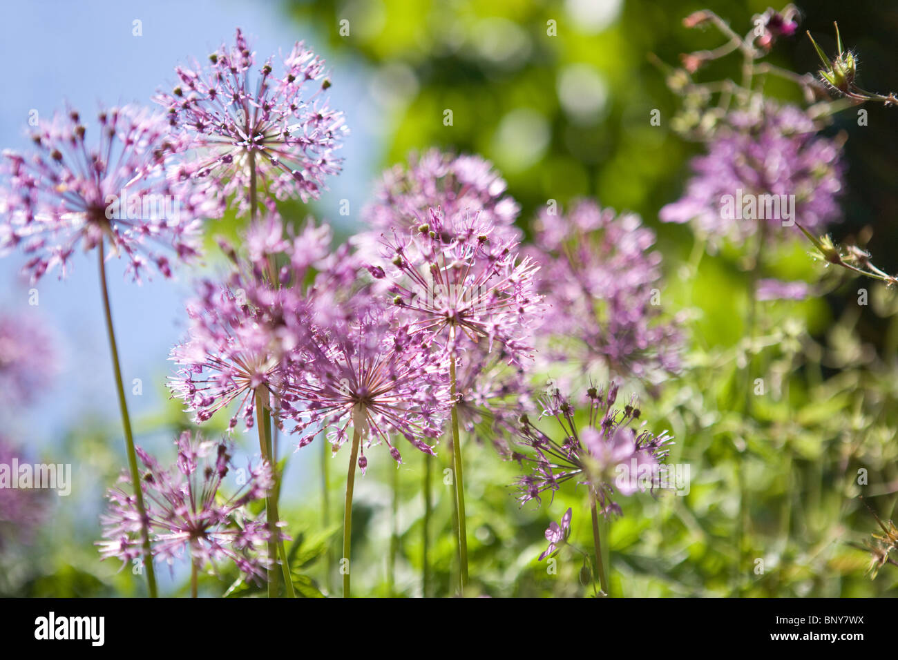 En été, des fleurs d'allium Purple Banque D'Images