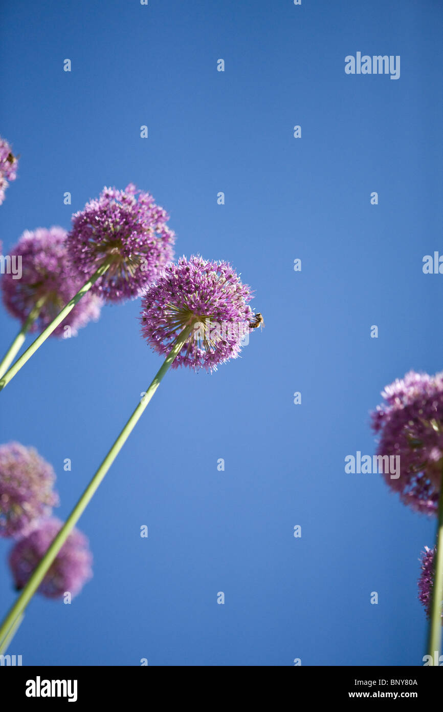 Allium Purple Flowers against blue sky Banque D'Images