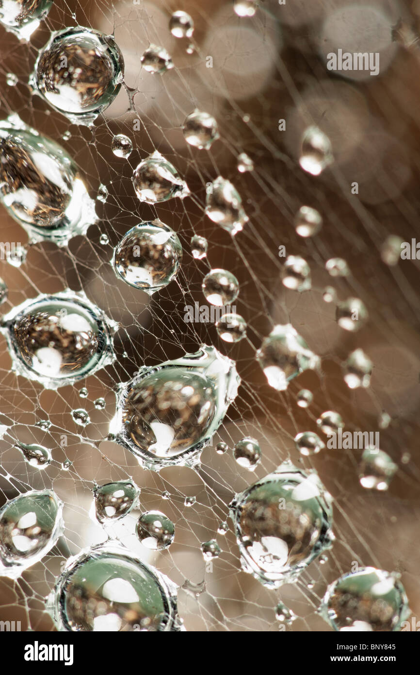 Les gouttelettes d'eau sur les araignées web. Banque D'Images