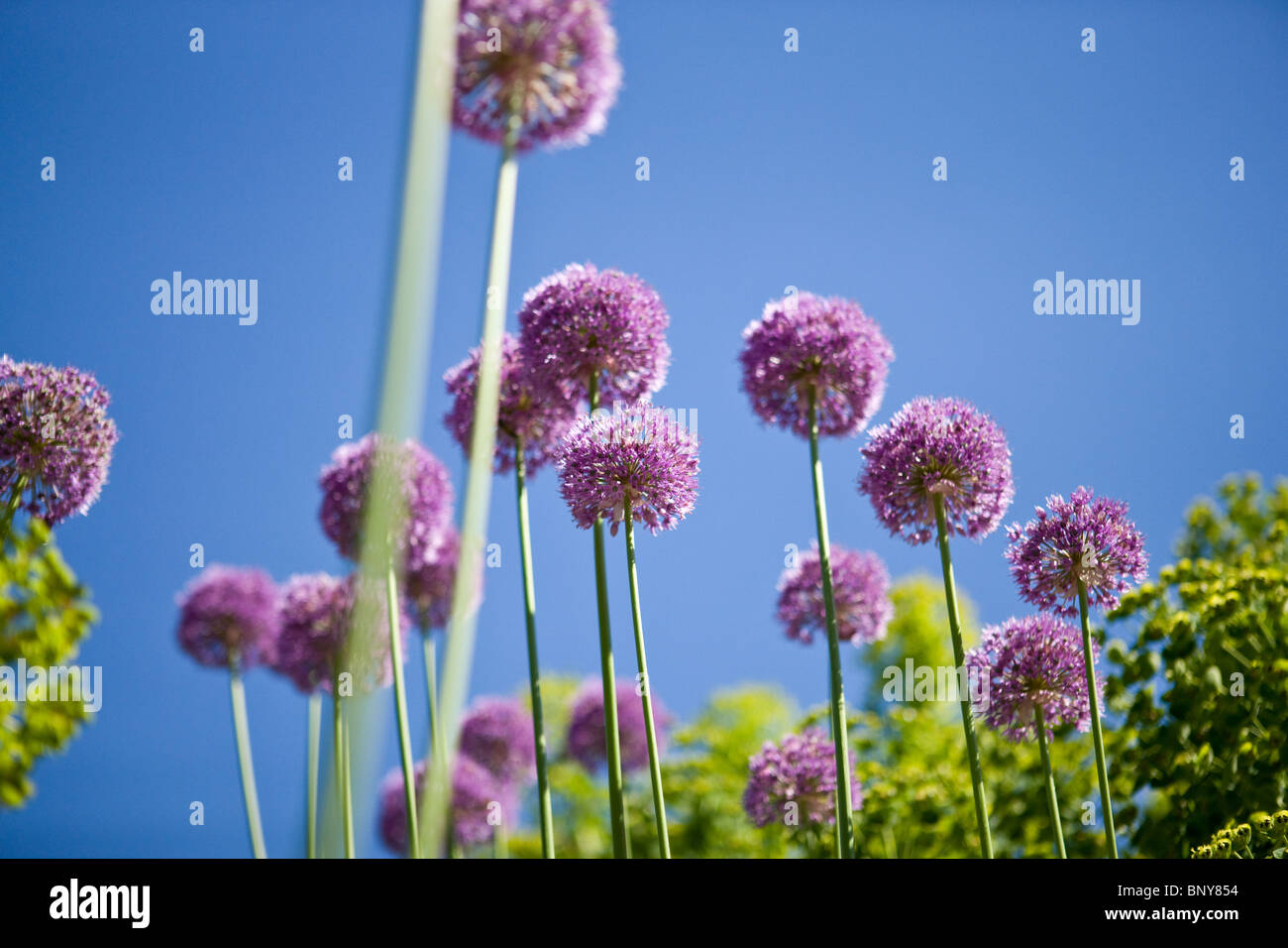 Allium Purple Flowers against blue sky Banque D'Images