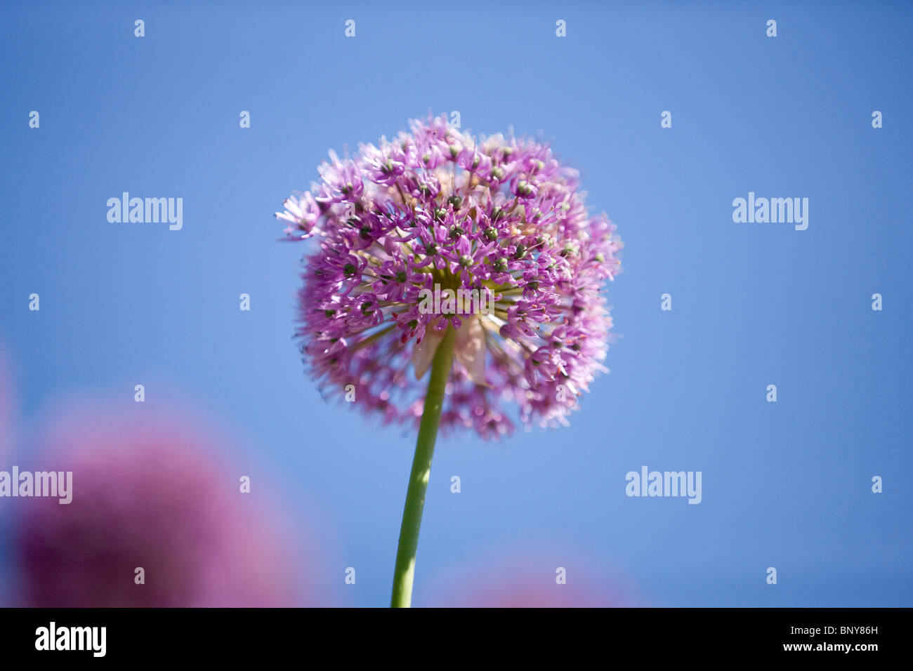 Allium Purple flower head against blue sky Banque D'Images