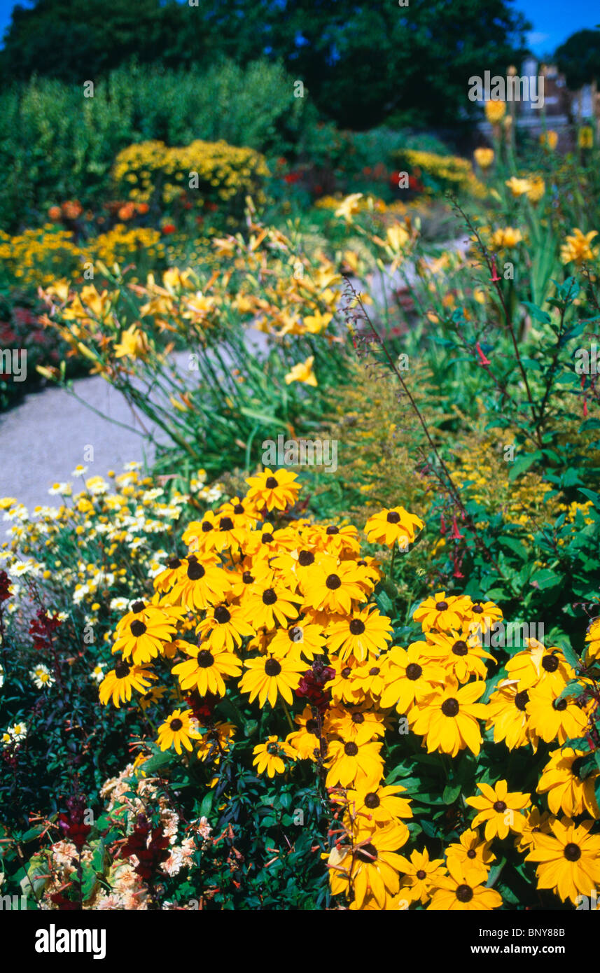 Rudbeckias jaune en premier plan d'articles à la fin de l'été avec la frontière jour jaune-lis dans grand jardin pays Banque D'Images