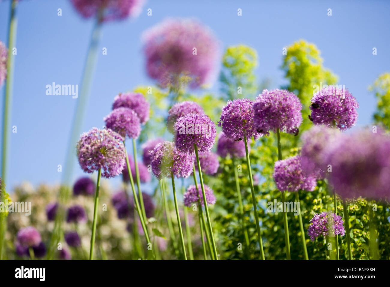 En été, des fleurs d'allium Purple Banque D'Images