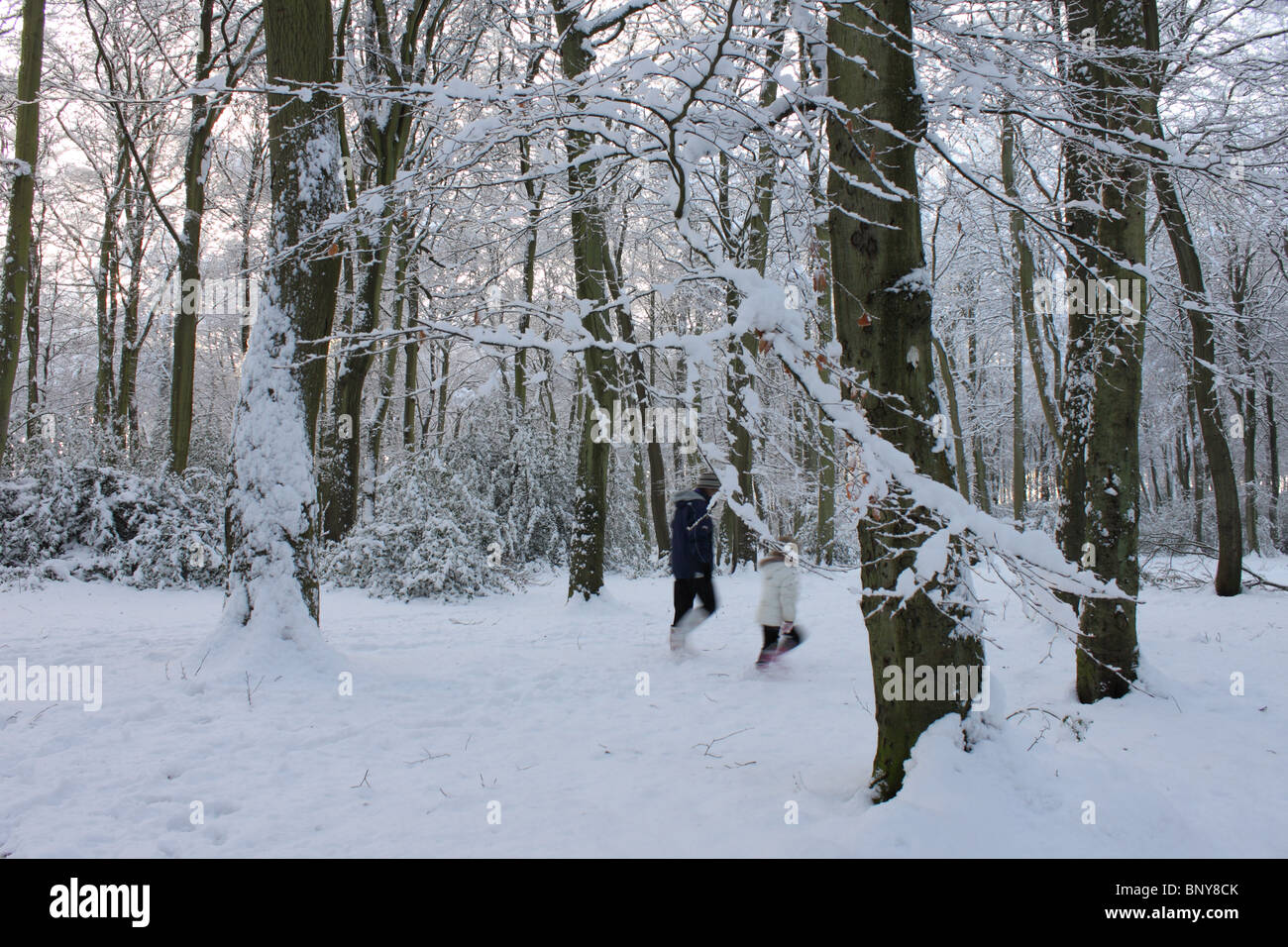 Scène forestiers en hiver avec la neige épaisse à nouveau Copse, Sonning Common avec deux figures entre les arbres, Oxfordshire, England, UK Banque D'Images