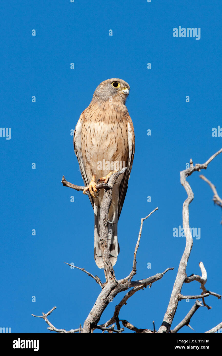Faucon crécerellette, Falco naumanni, femme, Kgalagadi Transfrontier Park, Afrique du Sud Banque D'Images