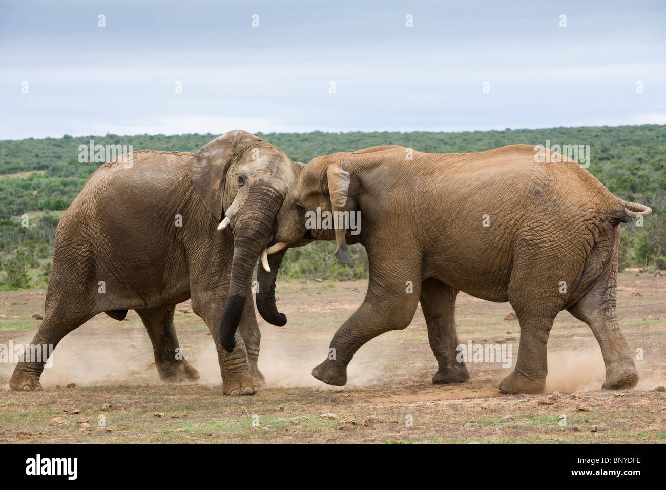 Les éléphants, Loxodonta africana, combats, parc national Addo, Afrique du Sud Banque D'Images
