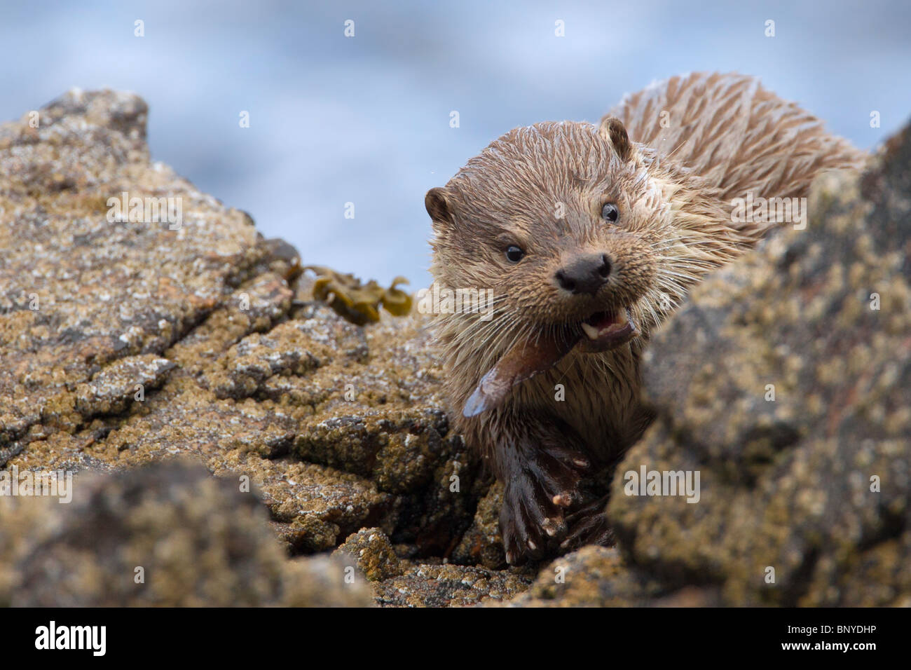 Une loutre avec un poisson Banque D'Images