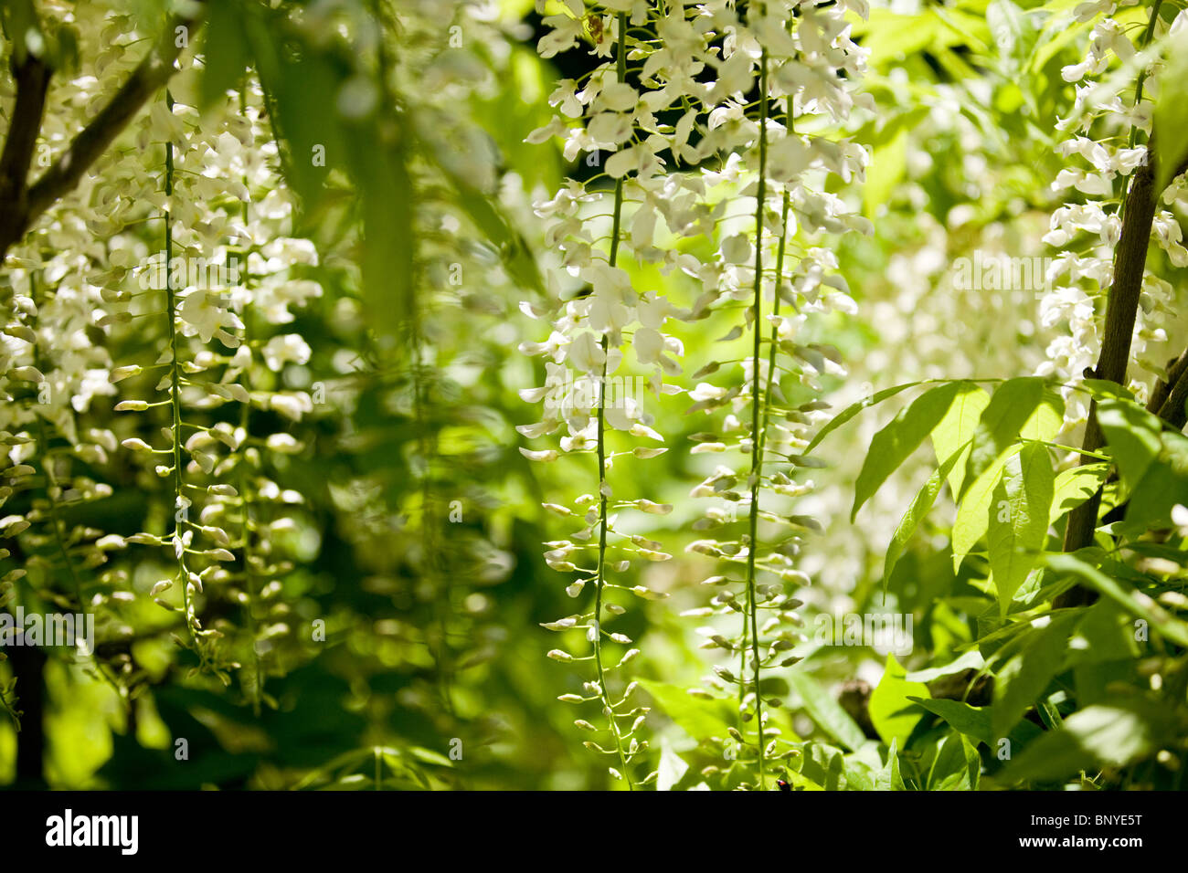 Glycine blanche floraison bush en été Banque D'Images