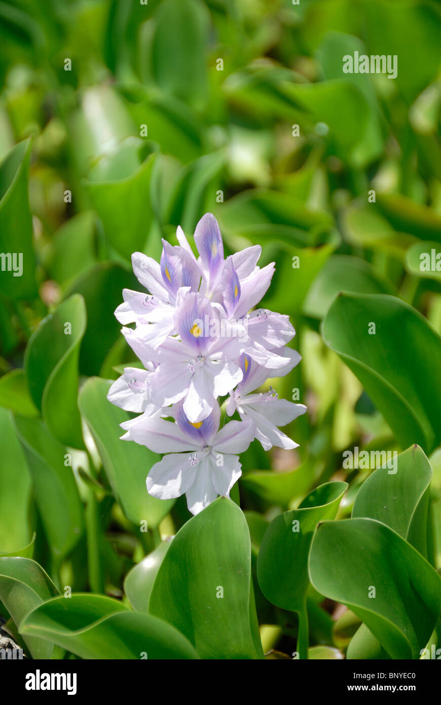 Fleurs de mauve lilas Tropical feuillage vert Banque D'Images