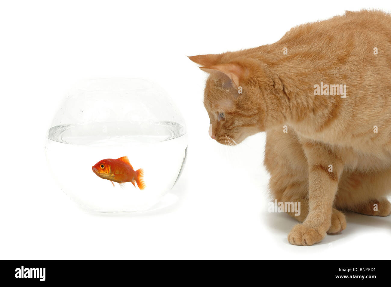 Un chat est à la recherche d'un poisson rouge dans un aquarium. Isolé sur un fond blanc. Banque D'Images