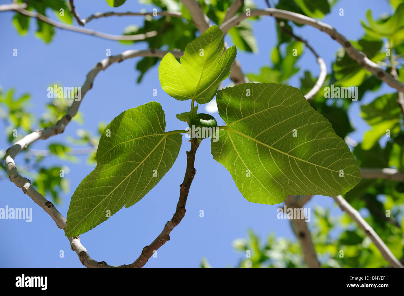 Fig Tree vert avec mûrs non fig Espagne leaf branch Banque D'Images