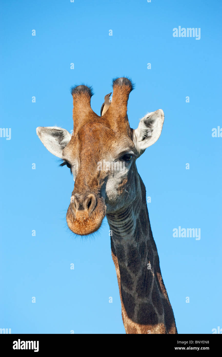 Girafe, Giraffa camelopardalis, avec redbilled oxpecker juvénile, Buphagus erythrorhynchus, Makalali game reserve, Afrique du Sud Banque D'Images