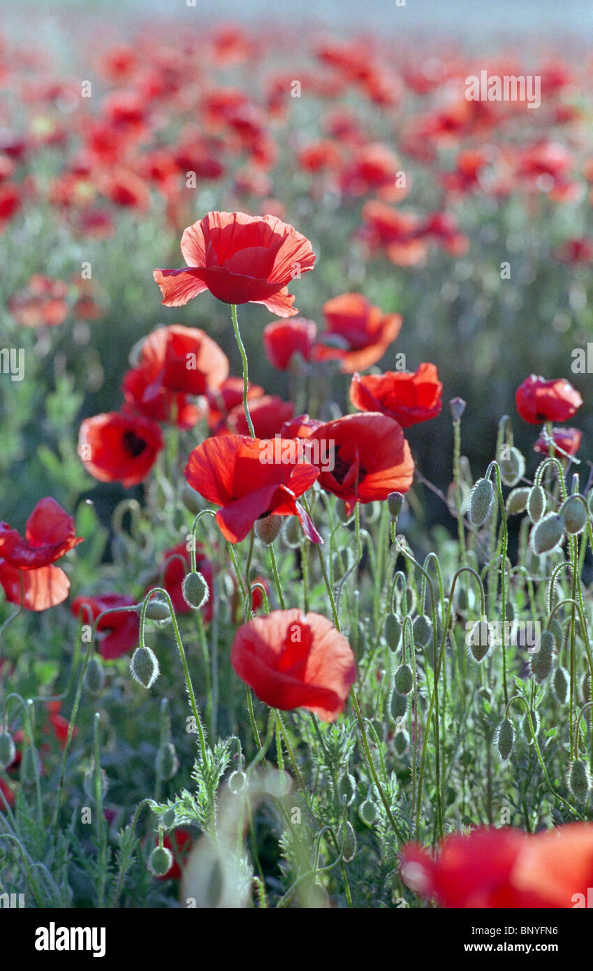 champ de coquelicot rouge Banque D'Images