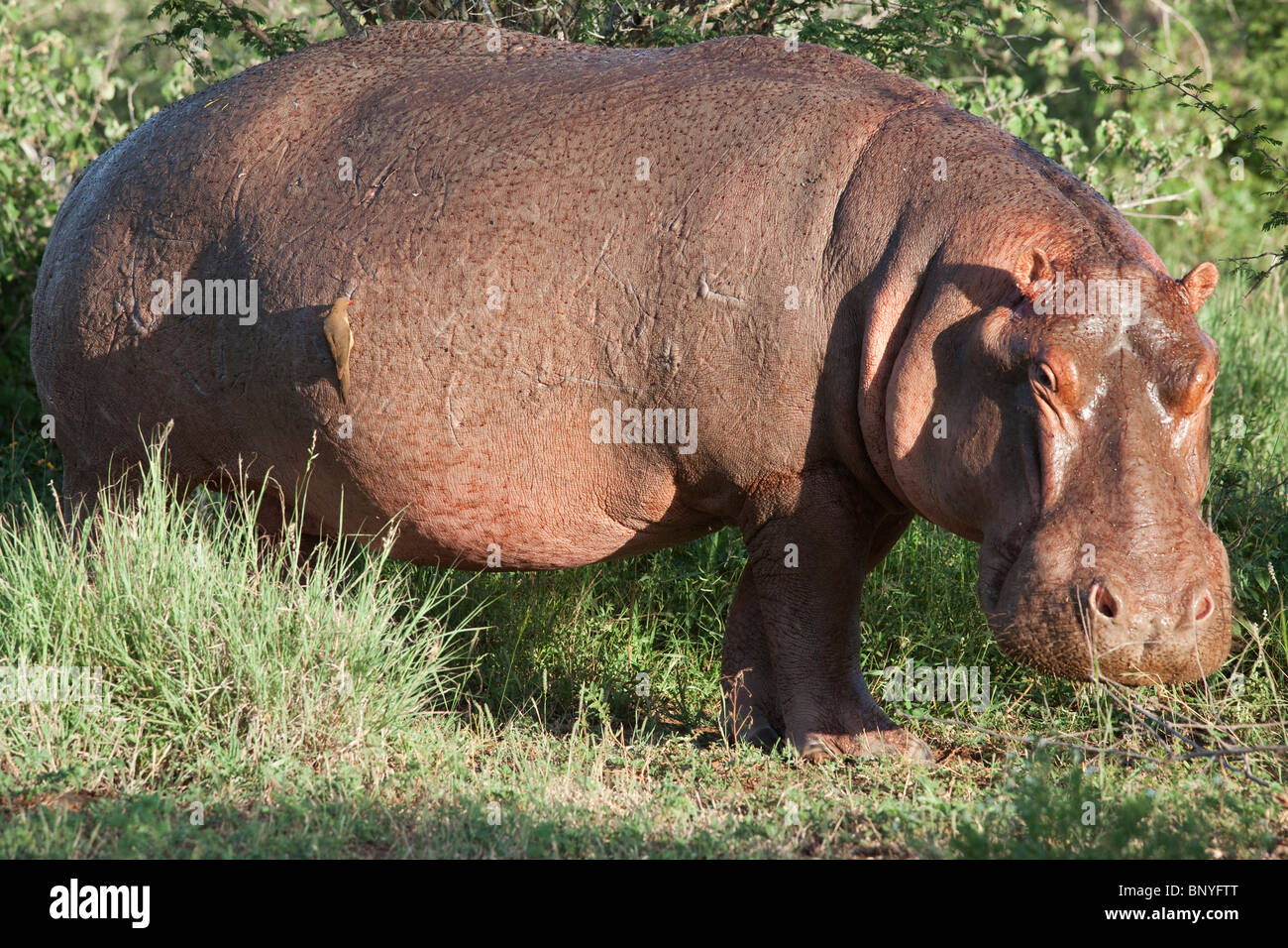 L'hippopotame, Hippopotamus amphibius, avec redbilled oxpecker, Kruger National Park, Mpumalanga, Afrique du Sud Banque D'Images