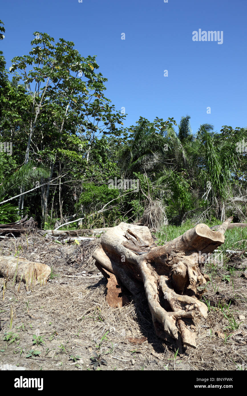 La déforestation pour la colonisation près de Rurrenabaque , Bolivie Banque D'Images