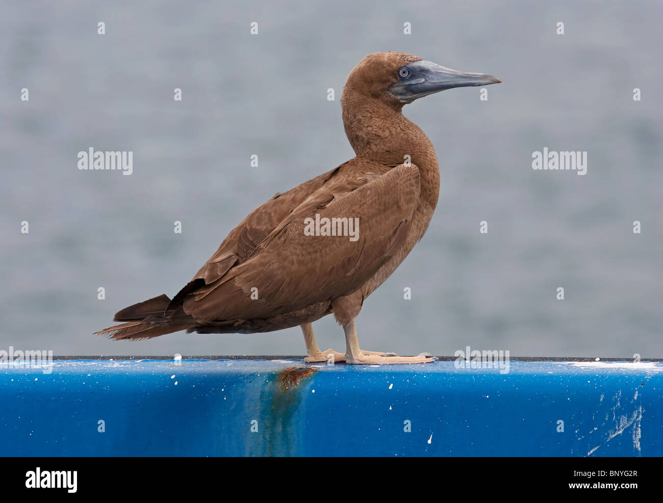 Fou brun (Sula leucogaster), l'enfant unique standing on wall, îles Galapagos, Equateur, Amérique du Sud Banque D'Images