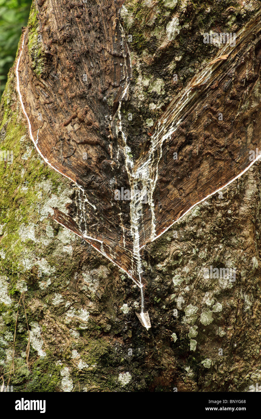 Détail du tronc de l'arbre en caoutchouc à Sumatra en Indonésie,exploitation Banque D'Images Détail du tronc de l'arbre en caoutchouc à Sumatra en Indonésie,exploitation Banque D'Images