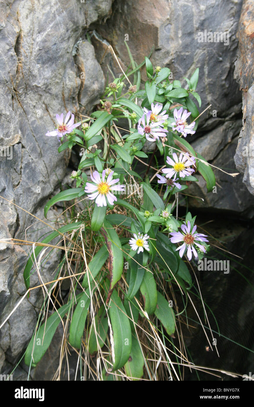 Une usine de marguerites sauvages entre les rochers en pleine croissance Banque D'Images