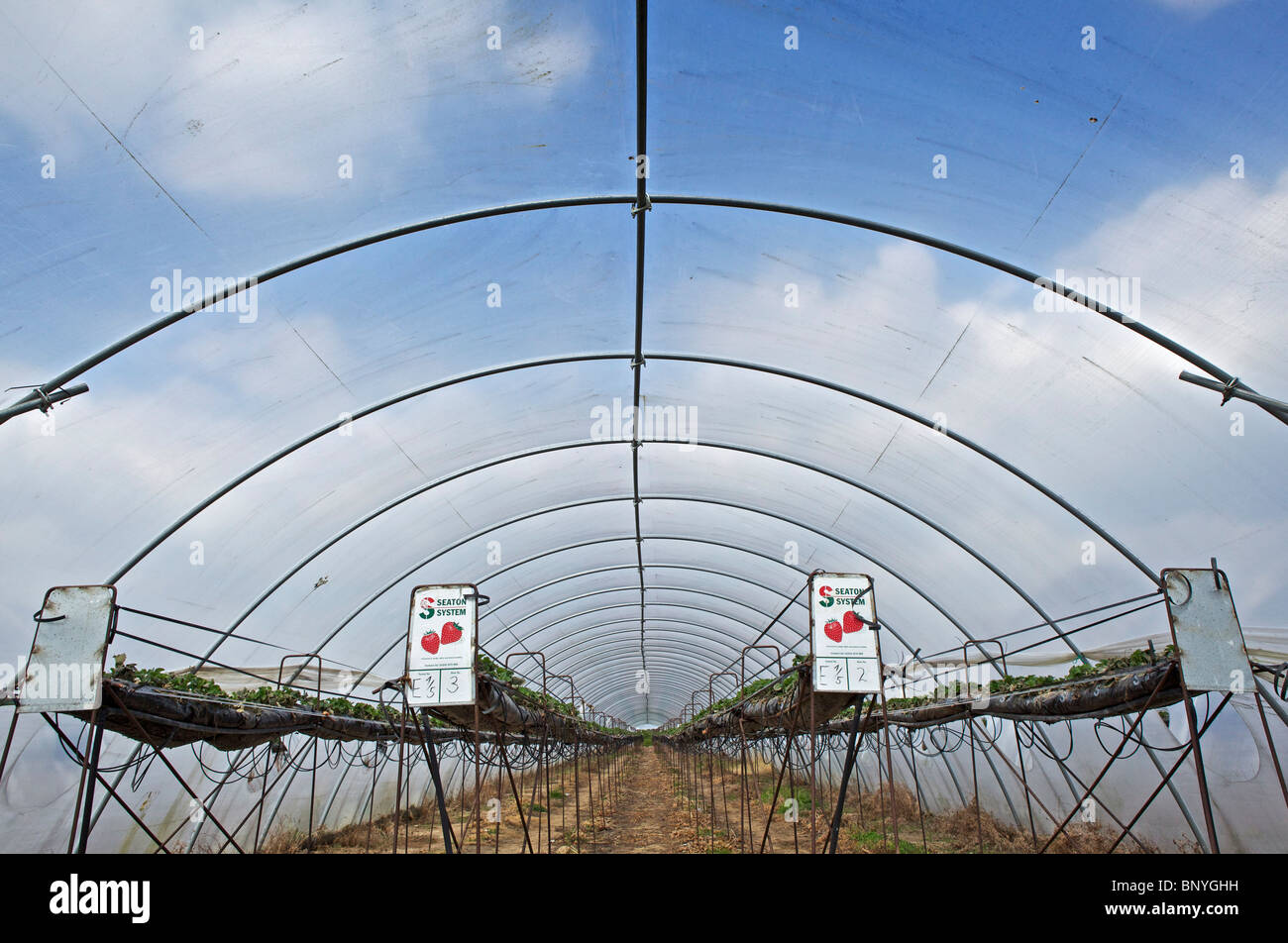 Les fraises au polytunnels dans le Perthshire Banque D'Images