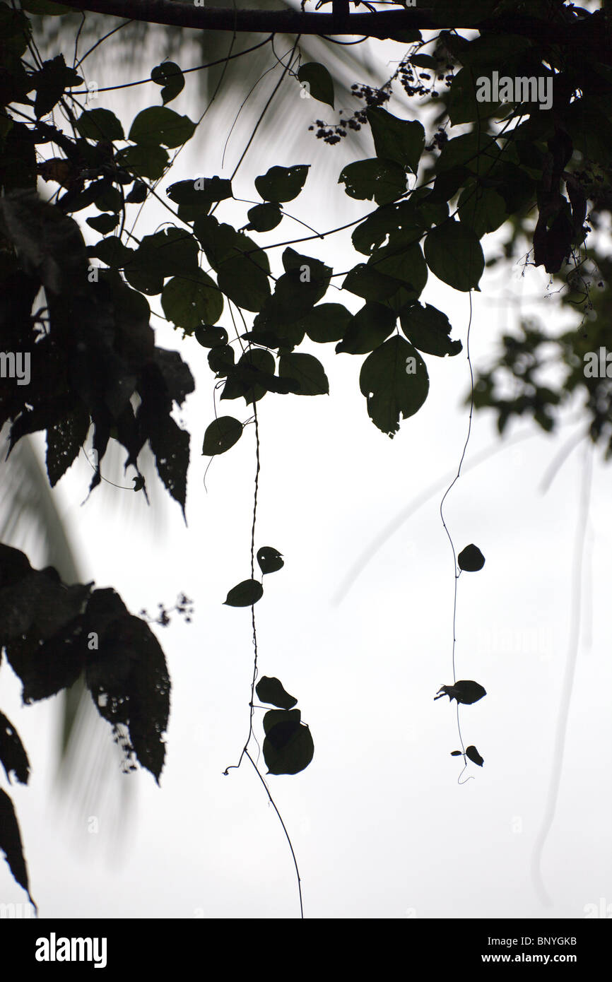 Silhouette de branches de vignes et tropicaux Banque D'Images