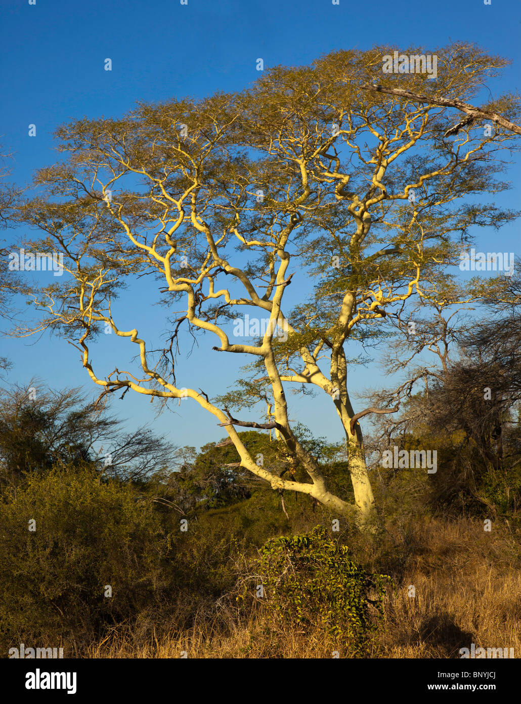 arbre à fièvre Banque D'Images