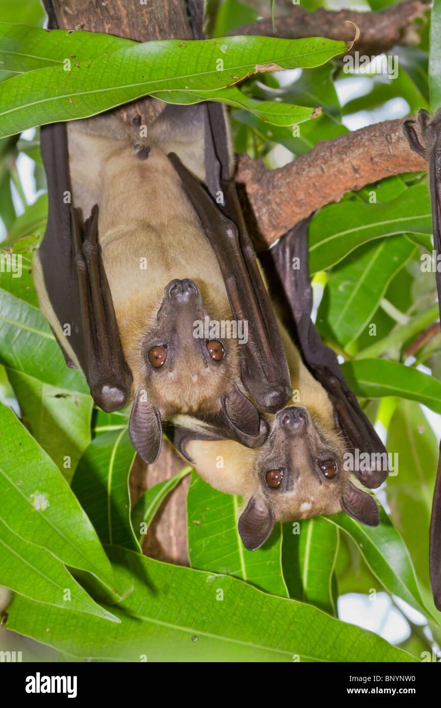Chauvessouris africaines aux fruits de couleur paille (Eidolona helvum — free download