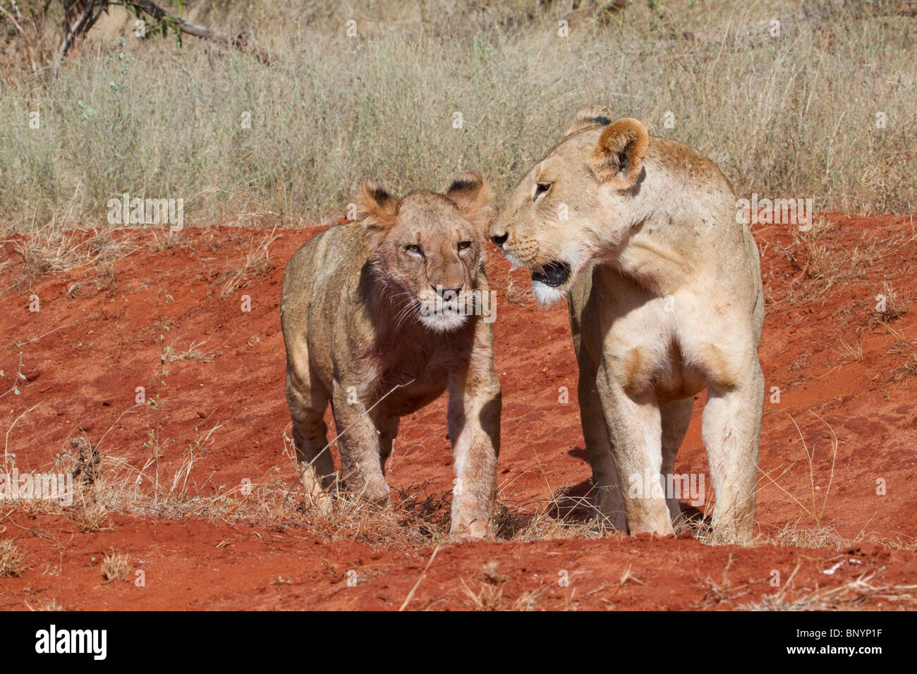 Mère lionne africaine (Panthera Leo) avec un petit, parc national de Tsavo East, Kenya. Banque D'Images