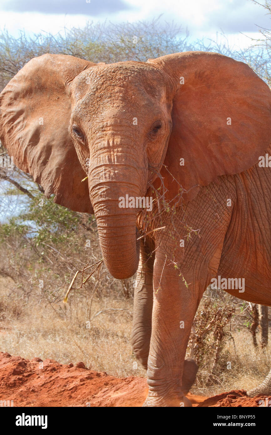 L'éléphant africain (Loxodonta africana), l'Est de Tsavo National park, Kenya Banque D'Images