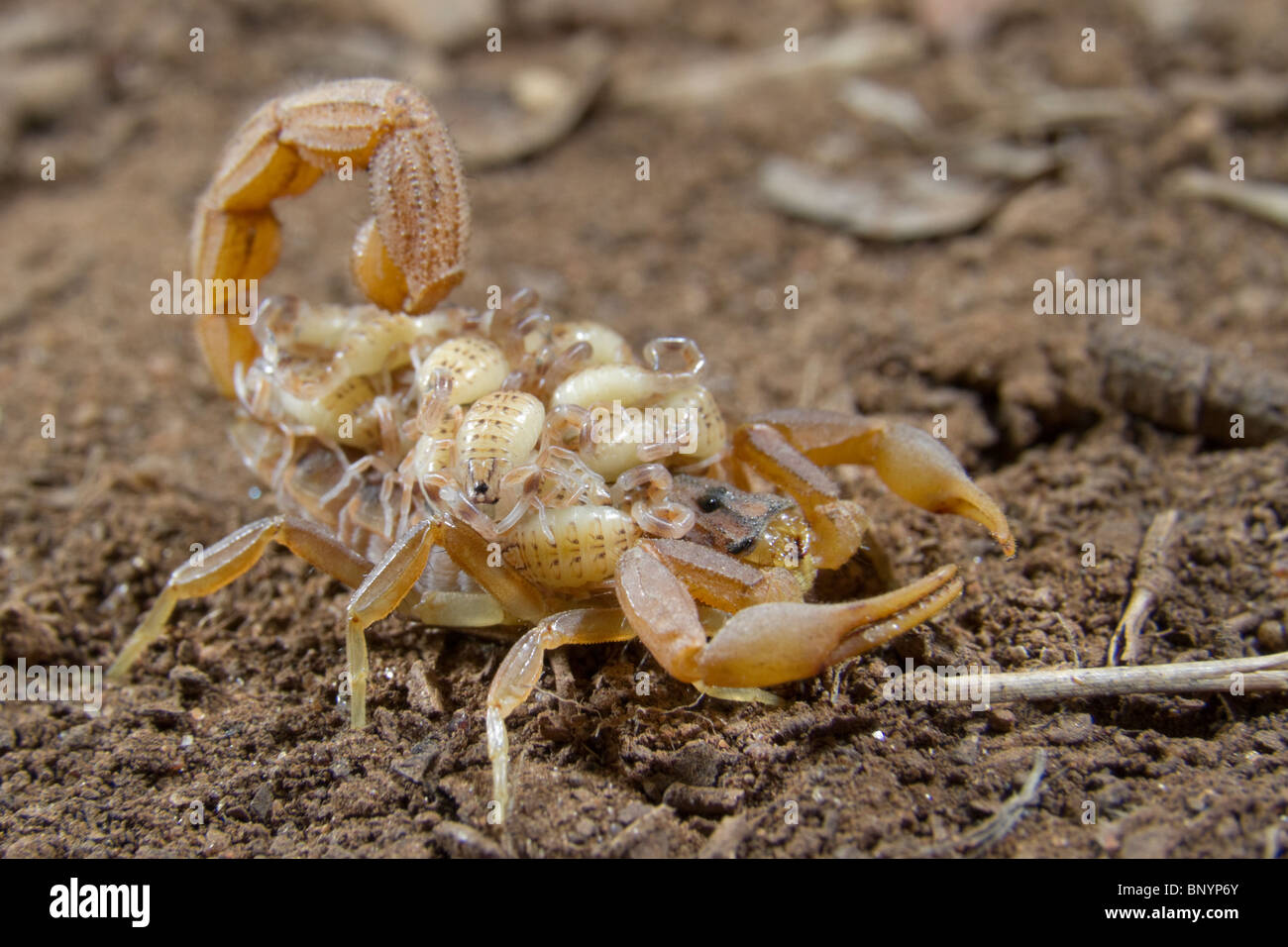 Scorpion femelle avec des bébés à l'arrière, l'Est de Tsavo NAtional Park, Kenya. Banque D'Images