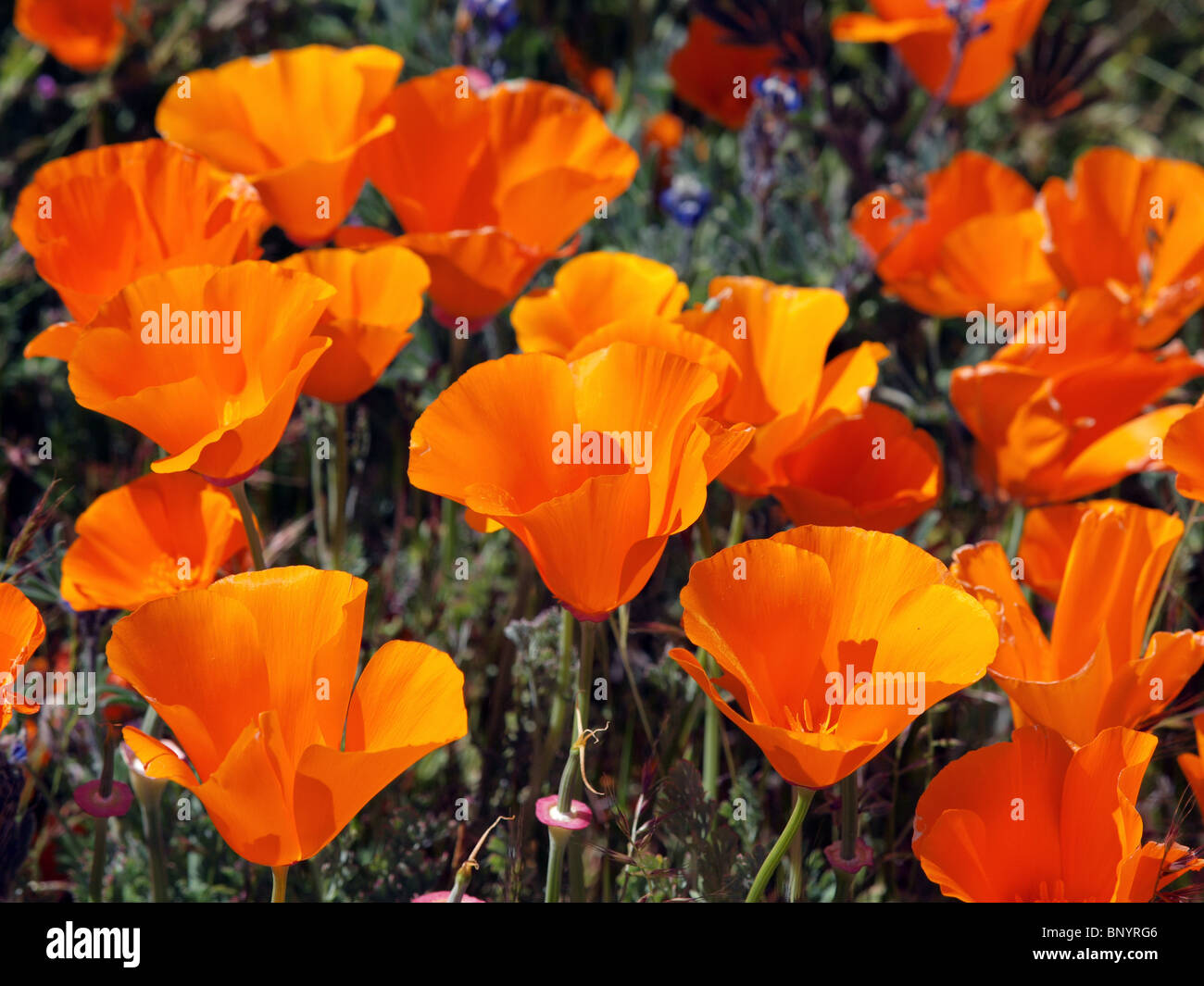 Coquelicots de Californie orange au milieu jour soleil. Banque D'Images