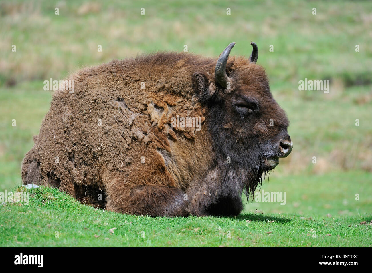 Bison / bison d'Europe (Bison bonasus) reposant dans les prairies Banque D'Images