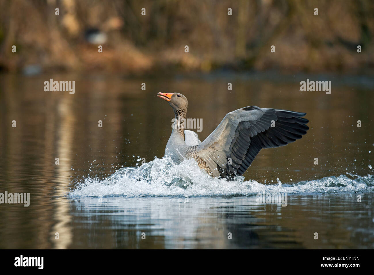 / Oie cendrée oie cendrée (Anser anser) atterrissage avec ailes déployées dans le lac, Allemagne Banque D'Images