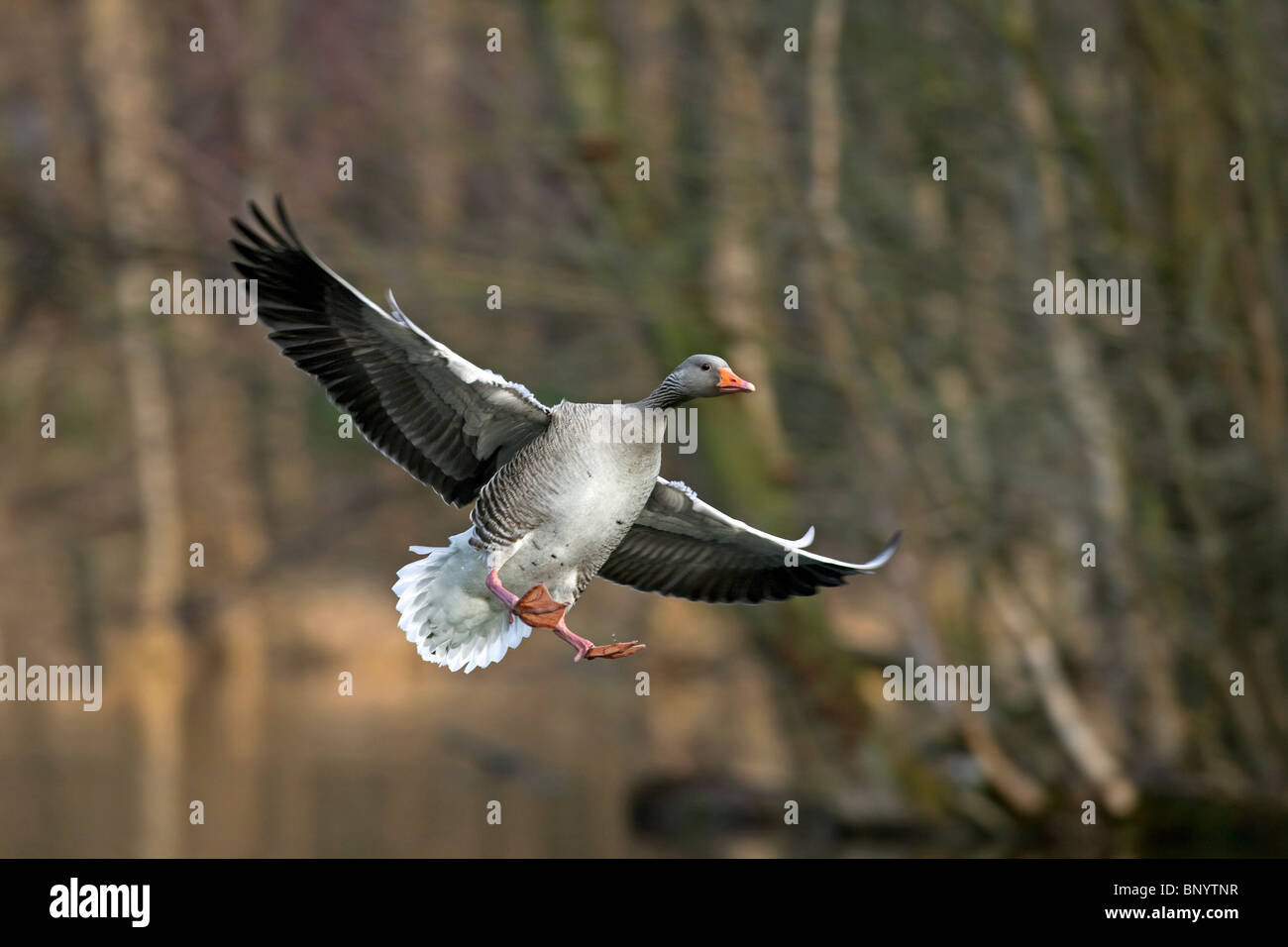 / Oie cendrée oie cendrée (Anser anser) atterrissage avec ailes déployées dans le lac, Allemagne Banque D'Images