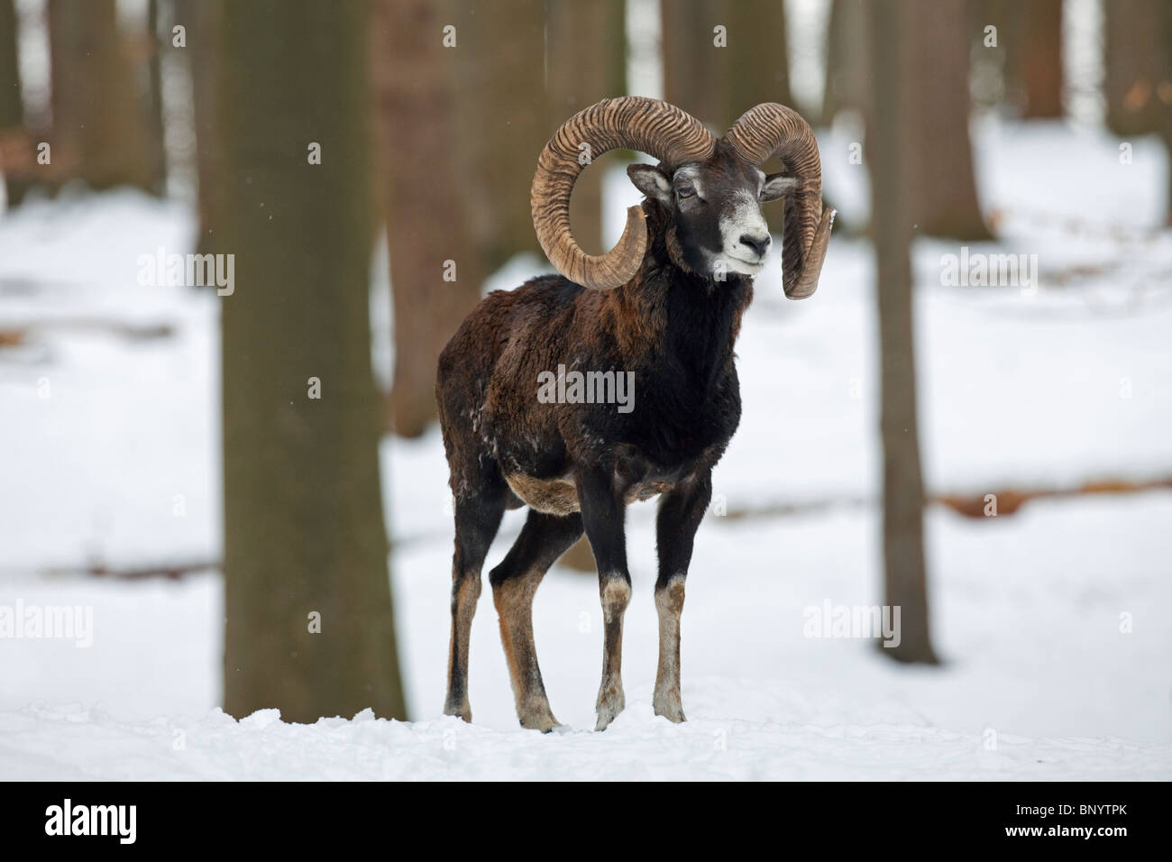Mouflon (Ovis gmelini musimon ram) en forêt dans la neige en hiver, Allemagne Banque D'Images Mouflon (Ovis gmelini musimon ram) en forêt dans la neige en hiver, Allemagne Banque D'Images