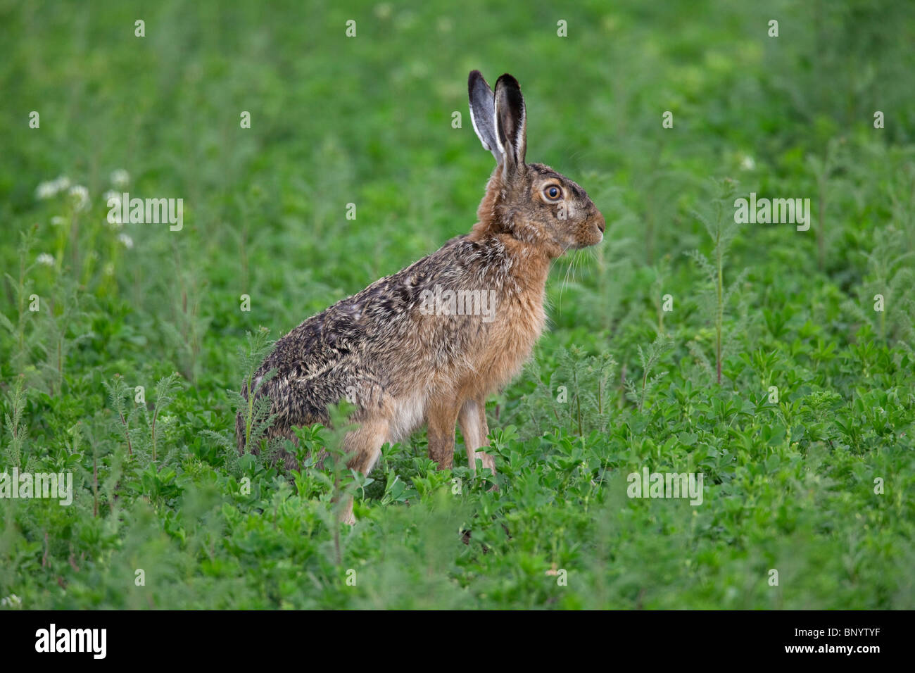 European Brown Hare (Lepus europaeus) assis dans le champ, Allemagne Banque D'Images