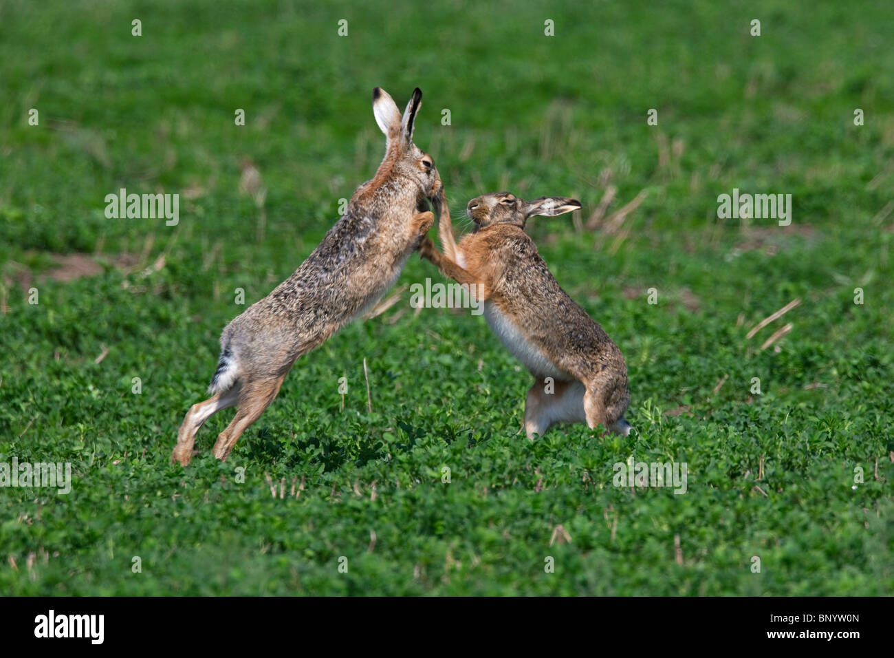 Les lièvres bruns d'Europe (Lepus europaeus) / boxe combats au champ pendant la saison de reproduction, Allemagne Banque D'Images