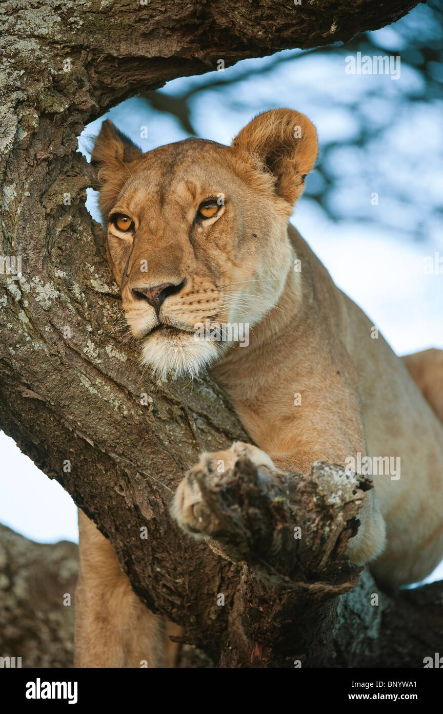 Lion sur un arbre, Serengeti, Tanzanie Banque D'Images
