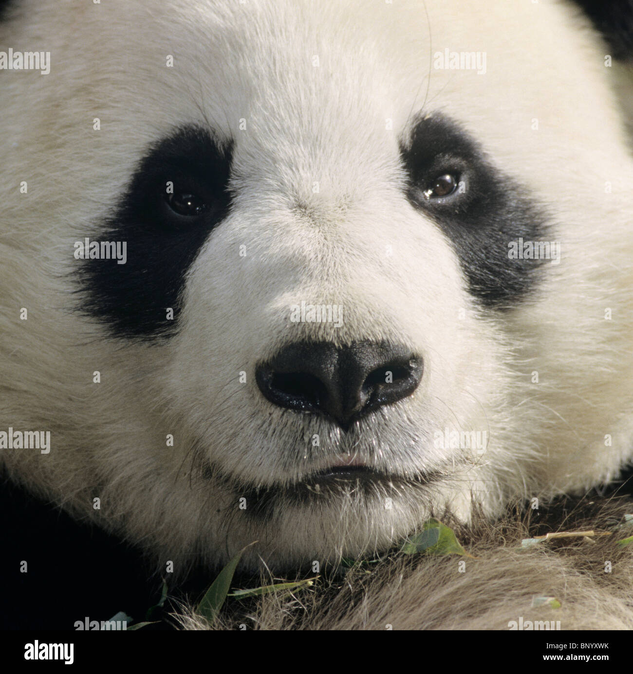 Panda géant montrant clown-comme le visage avec truffe noire et des yeux de la Chine. patches Banque D'Images