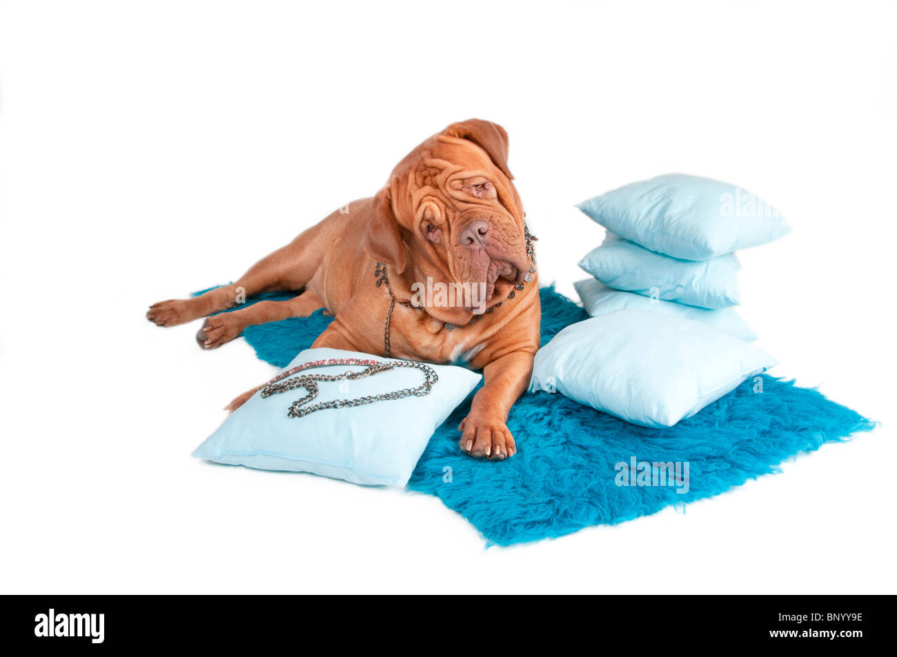 Curiuos chien couché sur la moquette bleue avec des oreillers et des bijoux Banque D'Images