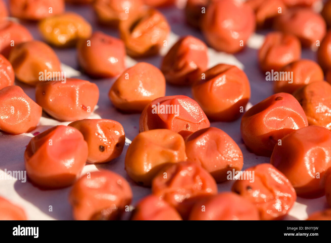 Le séchage des prunes japonais marinés dans sun - Umeboshi Banque D'Images