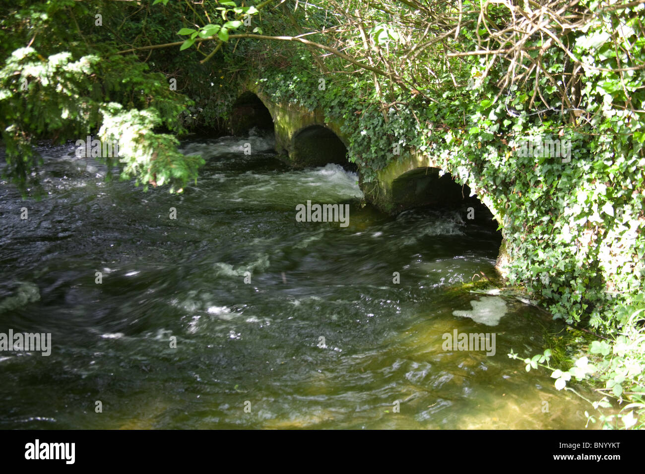 River Alre, Alresford, Hampshire, Angleterre, Royaume-Uni. Banque D'Images