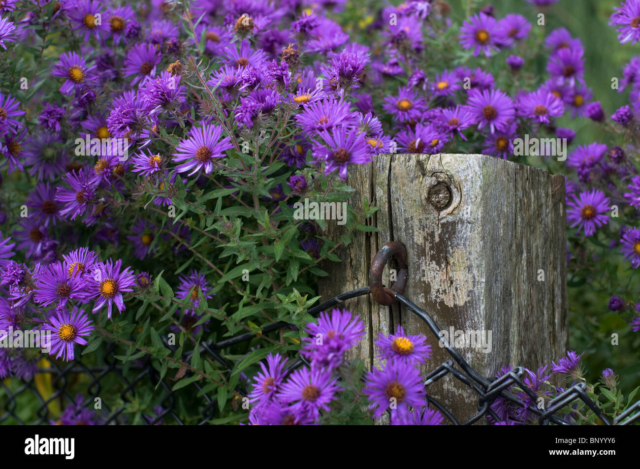 Fleurs autour d'un poteau de clôture Banque D'Images