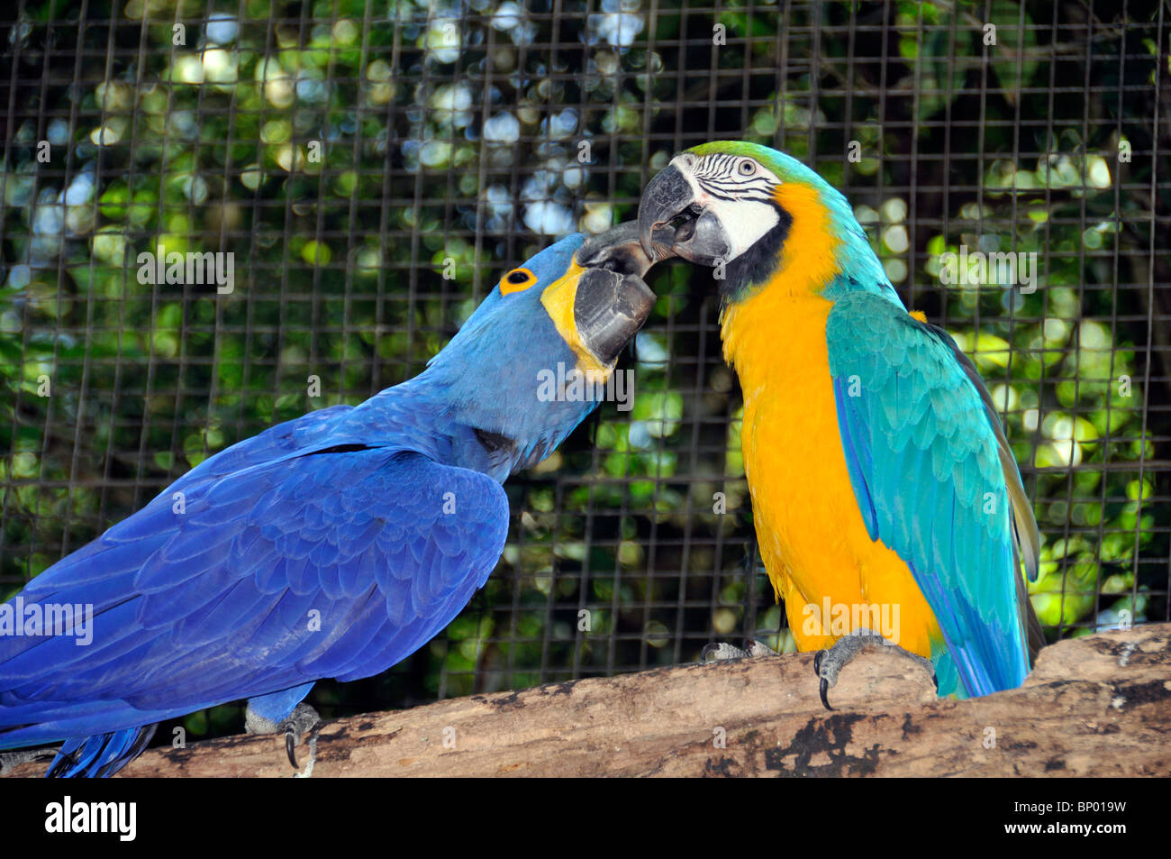 Anodorhynchus hyacinthinus Hyacinth Macaw, combats, avec bleu et jaune, de l'Ara Ara ararauna, Foz Do Iguacu, Parana, Brésil Banque D'Images