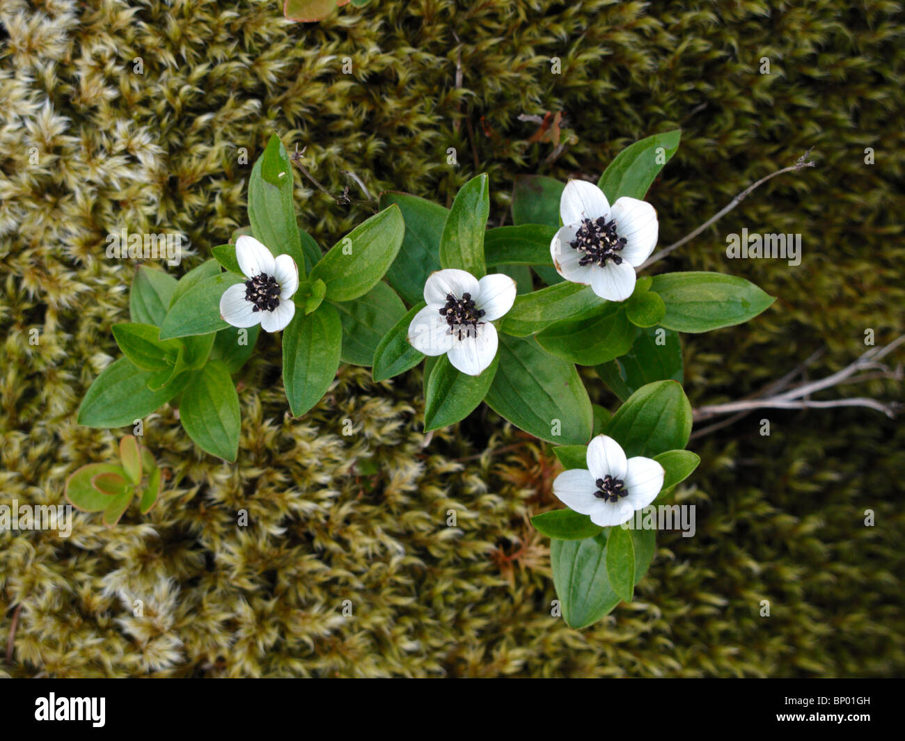 Cornel Nain eurasien ou cornouiller (Cornus suecica) en Norvège, Hamaroy Banque D'Images