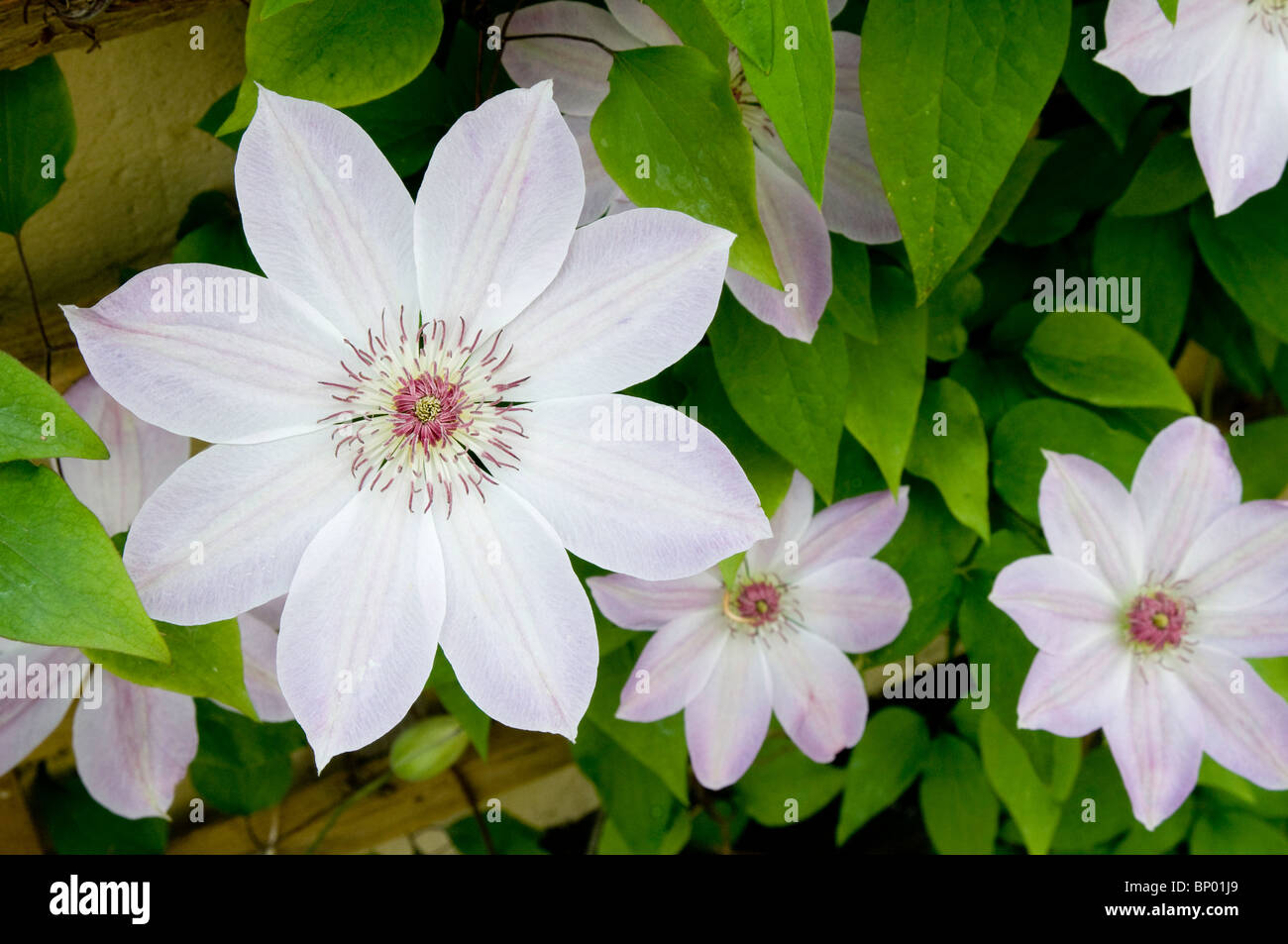 Fleurs rose pâle de Clematis 'Dawn' Banque D'Images