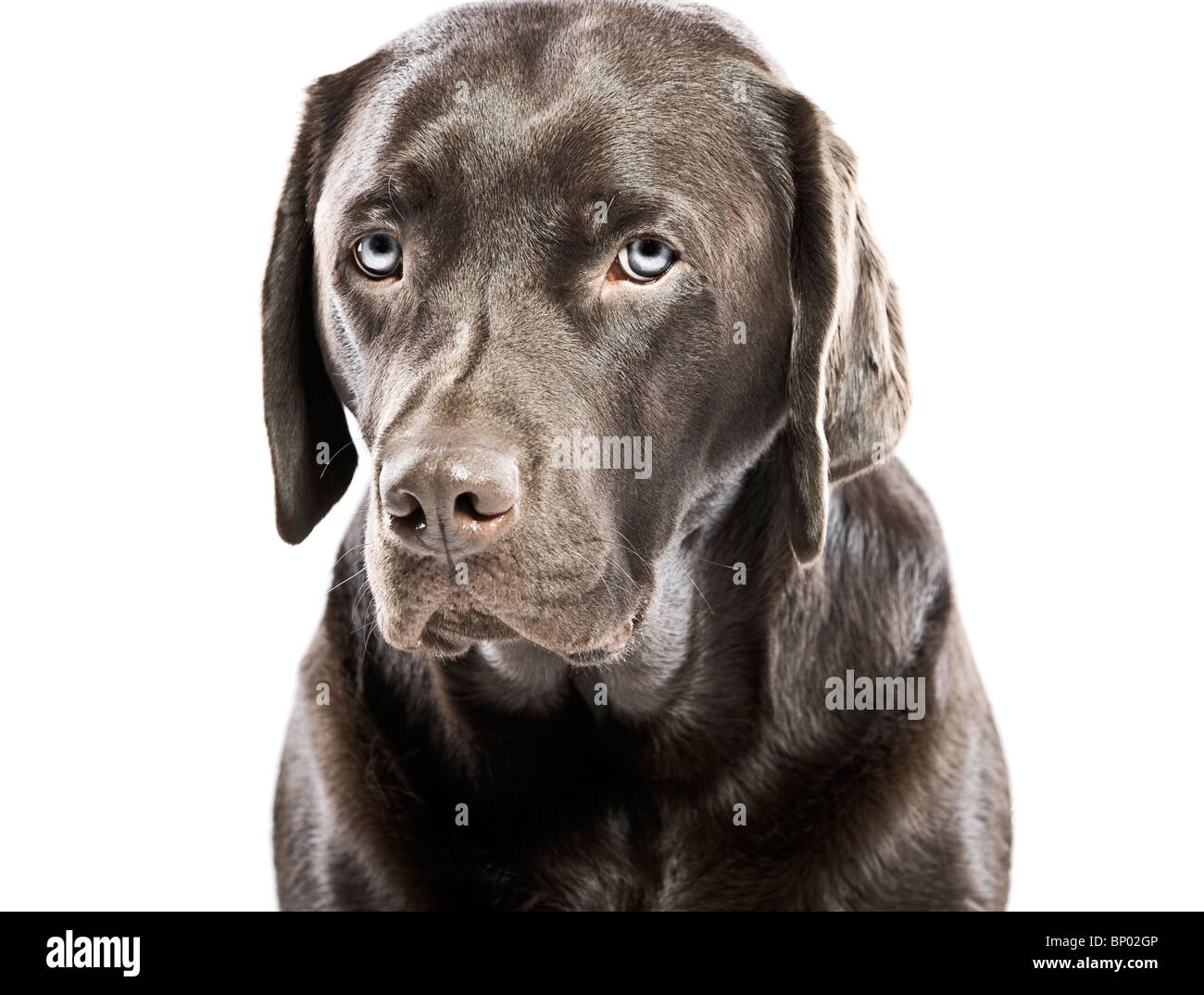 D Un Coup Isole Triste A La Labrador Aux Yeux Bleus Photo Stock Alamy