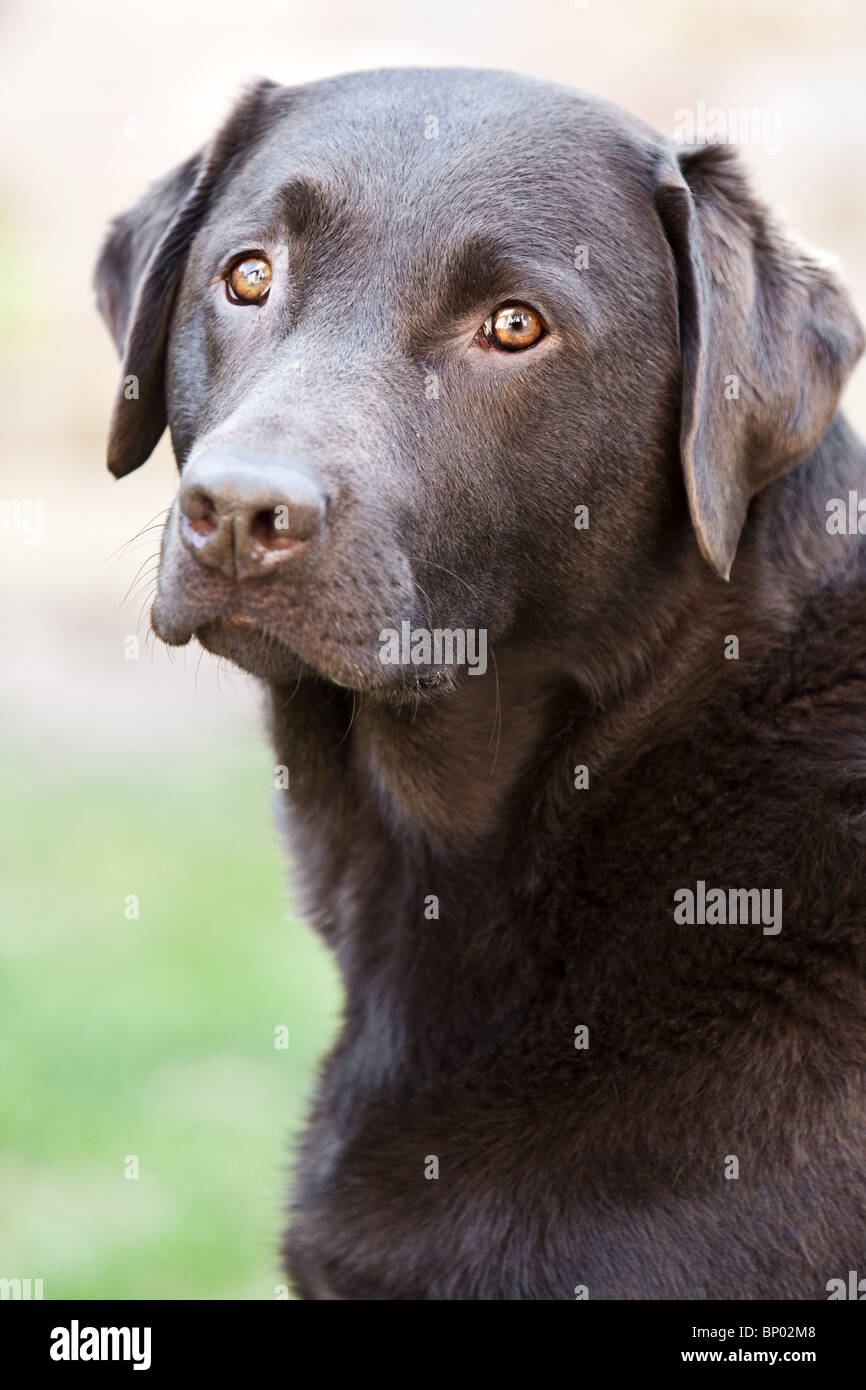 Prise d'un beau Labrador chocolat dans le jardin Banque D'Images